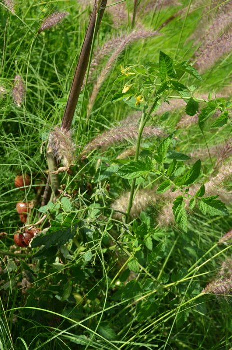 Lycopersicon esculentum 'Black Cherry'